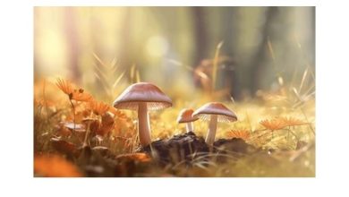 Photo of Mushroom-derived bioactive compounds have potential to combat COVID-19 and other viral infections: Study